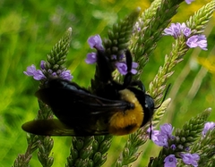 Xylocopa virginica