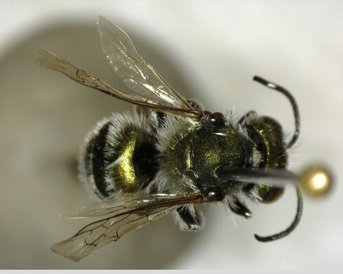 iNaturalist observation photo of Mason Bees