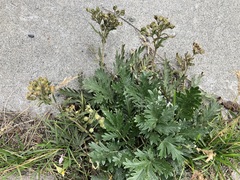 Potentilla litoralis