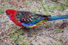 Platycercus elegans × eximius