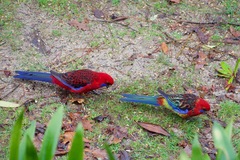 Platycercus elegans × eximius