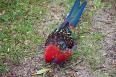Platycercus elegans × eximius