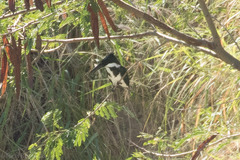 Chloroceryle amazona