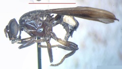 Otitinae