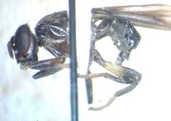 Otitinae