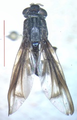 Otitinae