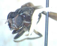 Otitinae