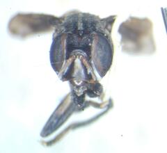 Otitinae