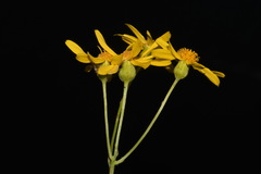 Packera paupercula paupercula