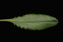 Packera paupercula paupercula