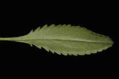 Packera paupercula paupercula