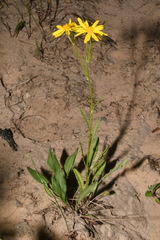 Packera paupercula paupercula