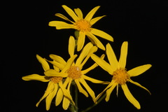 Packera paupercula paupercula