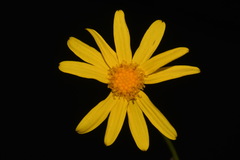 Packera paupercula paupercula