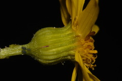 Packera paupercula paupercula