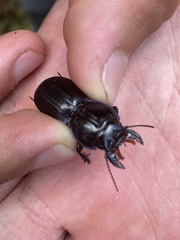 Pasimachus sublaevis