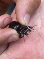 Pasimachus sublaevis