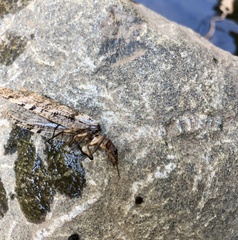 Orohermes crepusculus