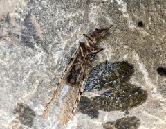 Orohermes crepusculus