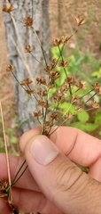 Juncus nodatus