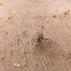 Ophiocordyceps humbertii