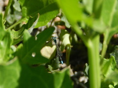 Ischnura perparva