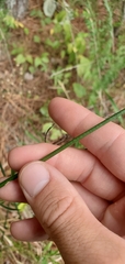 Juncus nodatus