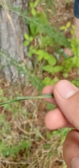 Juncus nodatus