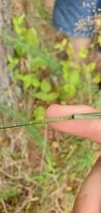 Juncus nodatus