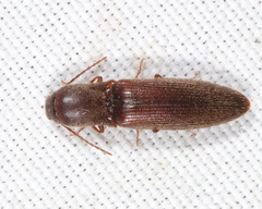 Agriotes oblongicollis