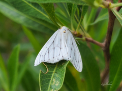 Neuromelia selectata