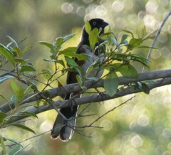 Pipilo erythrophthalmus alleni