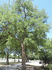 Ulmus crassifolia