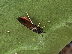 Hermetia relicta