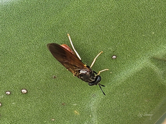 Hermetia relicta