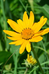Heliopsis