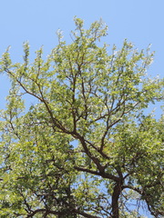 Ulmus crassifolia