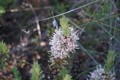 Isopogon asper