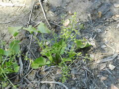 Echinodorus berteroi