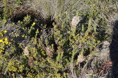 Isopogon asper