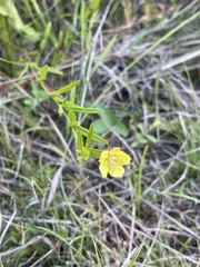Lysimachia quadriflora