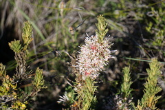 Isopogon asper