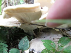 Phellodon confluens