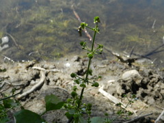 Echinodorus berteroi