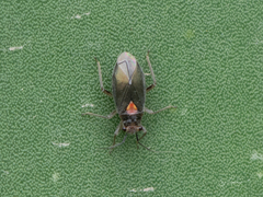 Agaveocoris