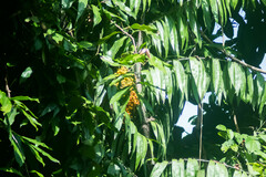 Desmoncus chinantlensis