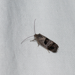 Eupselia beatella