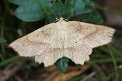 Euchlaena marginaria