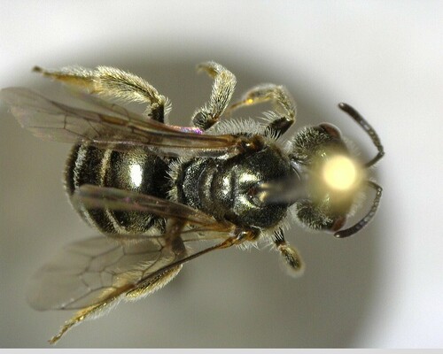 iNaturalist observation photo of Tripartite Sweat Bee