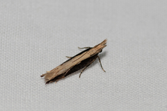 Hypatima spathota